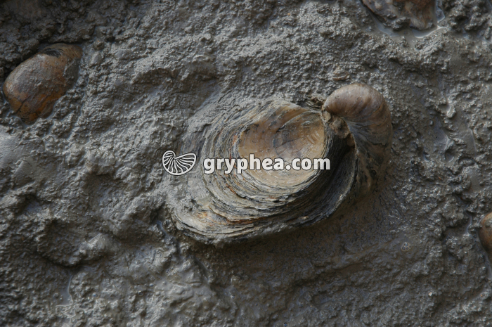 Huitre fossile - Falaise des Vaches Noires (Gryphaea dilatata, Callovien, Calvados, France) - gryphea.com